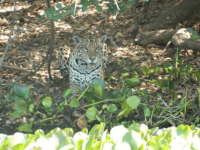 CHAPADA PANTANAL TURISMO