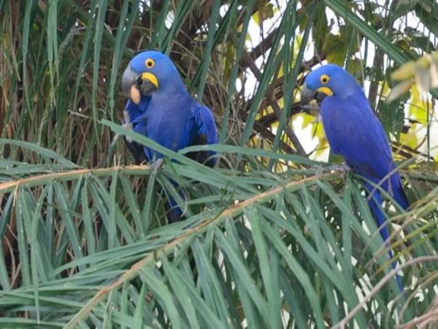 MACAWS